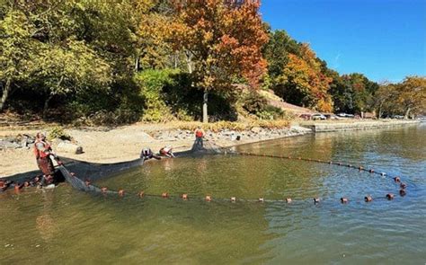 river fish|DEC Releases 2024 Striped Bass Young.